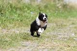 BORDER COLLIE 667